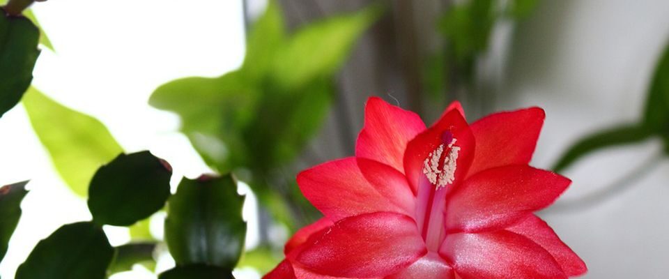 Секреты пышного цветения: как стимулировать декабрист и добиться обильного цветения