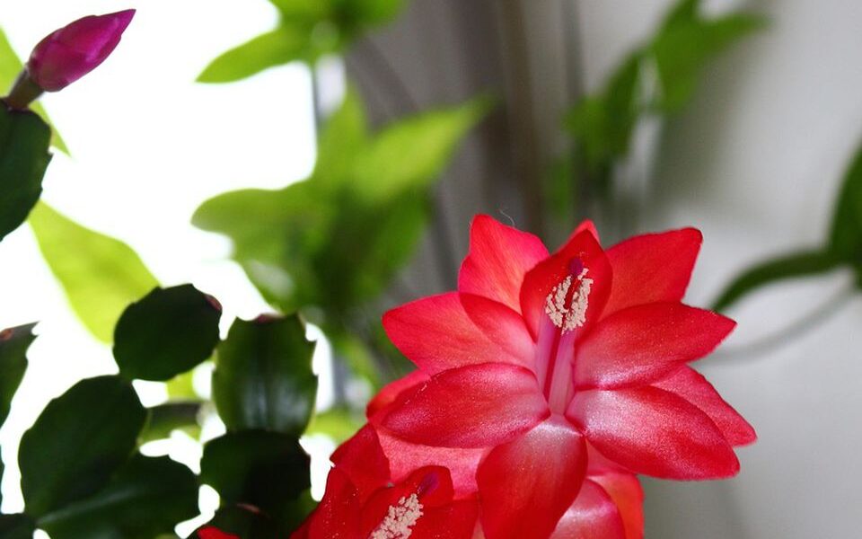 Секреты пышного цветения: как стимулировать декабрист и добиться обильного цветения