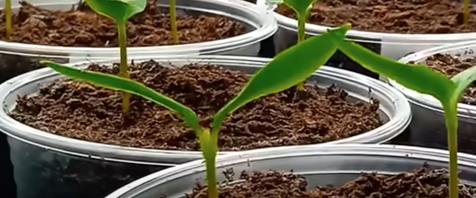 Увеличиваем урожайность перца: 6 проверенных агроприемов для обильного цветения и плодоношения