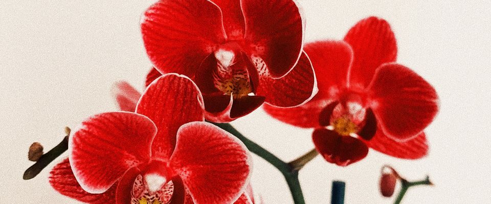Секреты пышного цветения орхидей: проверенные методы для вашего дома