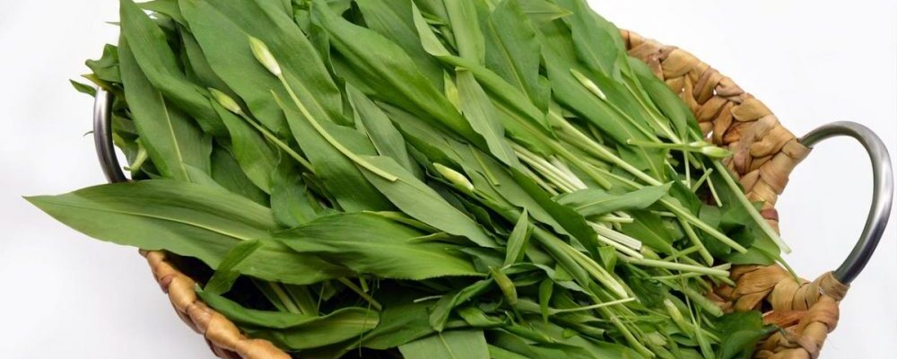 Дикий чеснок в саду: польза и рецепты для вашей кухни