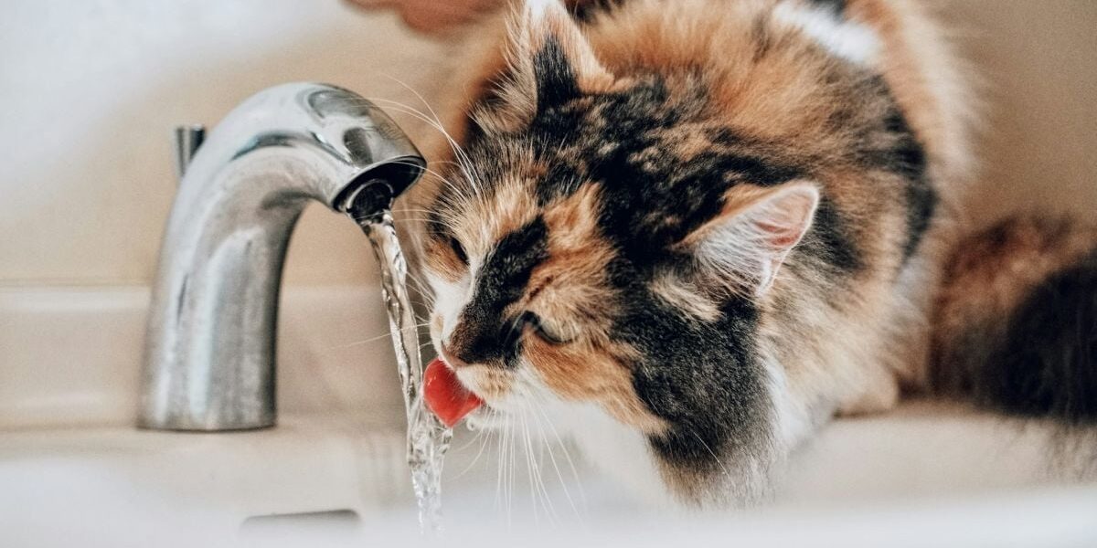 Почему питомцы выбирают необычные источники воды: разбираемся в причинах