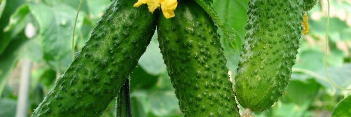 Устраняем пустоцвет на растениях: причины и профилактика