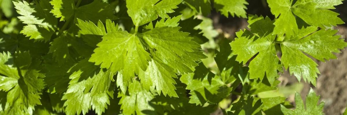 Корневая сельдерей: секреты выращивания рассады для богатого урожая