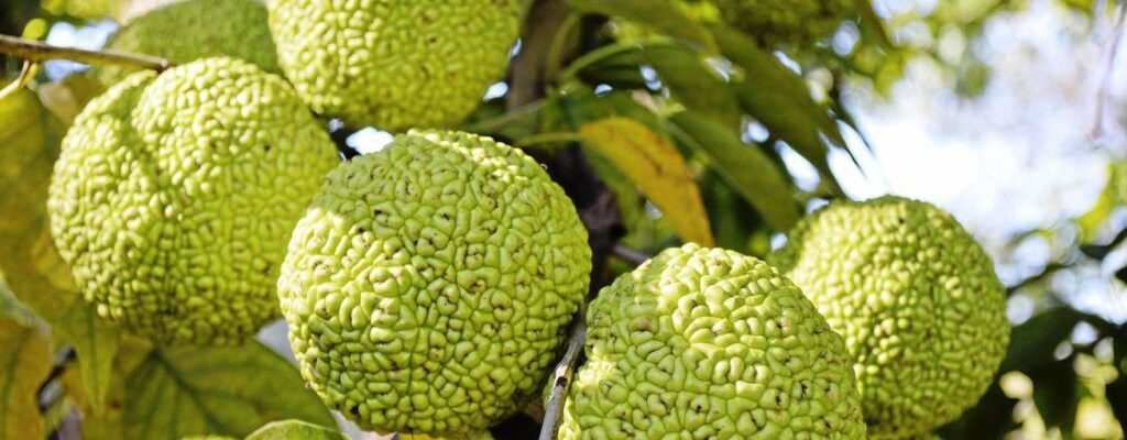 Адамово яблоко: Декоративное растение для вашего сада