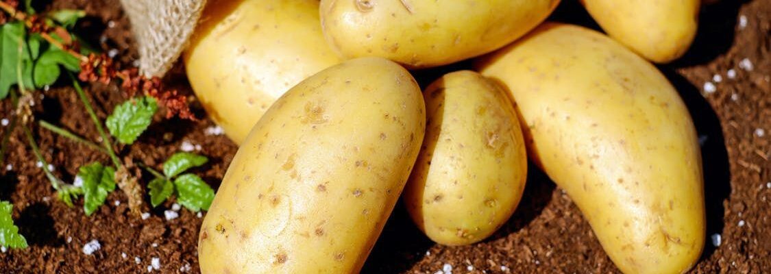 Почему растения не цветут: причины и решения для вашего сада