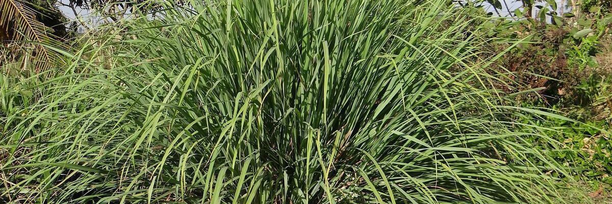 Лемонграс: выращивание и применение в дизайне интерьера и экстерьера