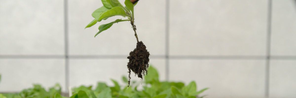 5 причин гибели петуний и как их спасти