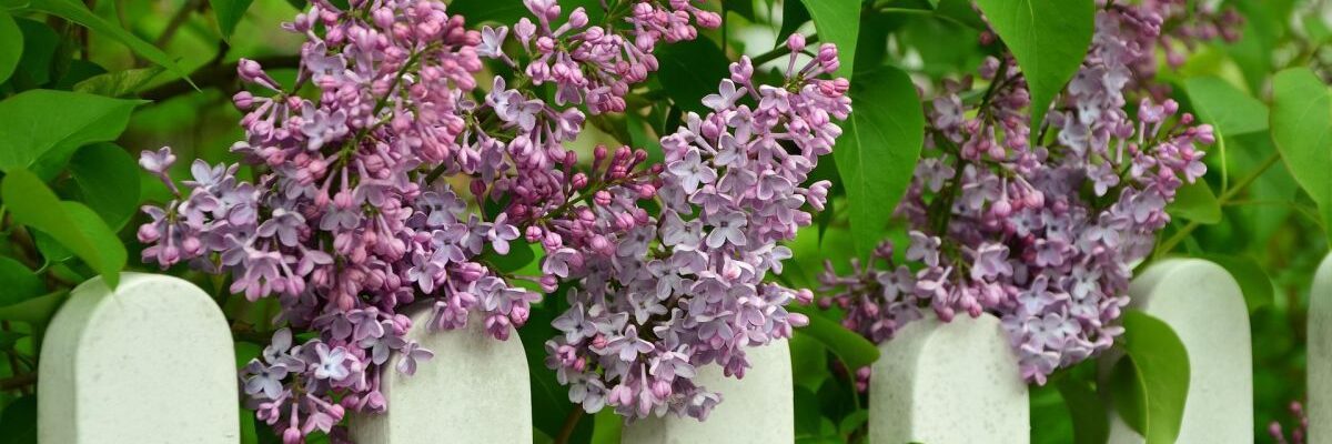 Двойное цветение: выбираем сирень для вашего сада