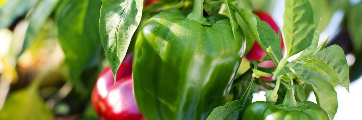 Продление жизни растений зимой: советы по уходу за кустарниками