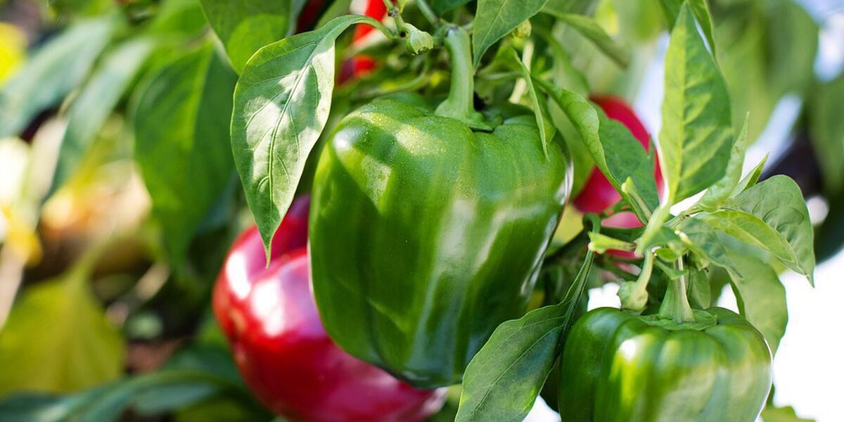 Продление жизни растений зимой: советы по уходу за кустарниками