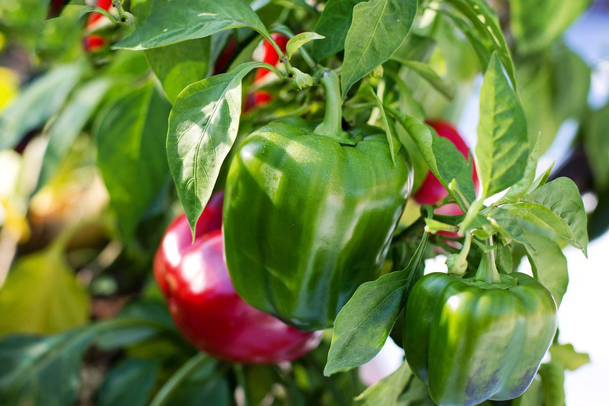 Продление жизни растений зимой: советы по уходу за кустарниками