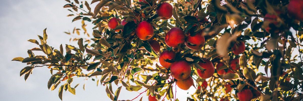 Зимняя посадка: ускоряем первый урожай и улучшаем вкус ваших растений