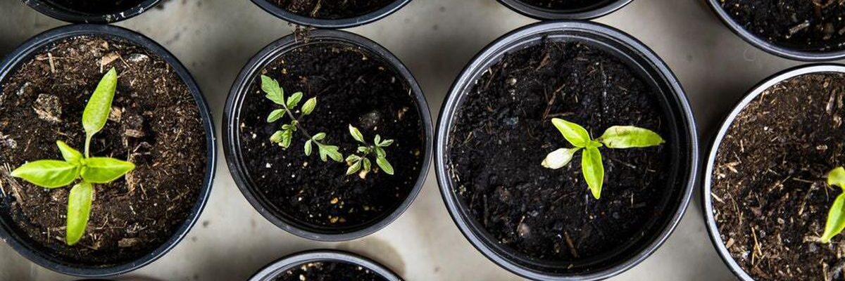 Умное планирование: когда сеять рассаду овощей для идеального урожая