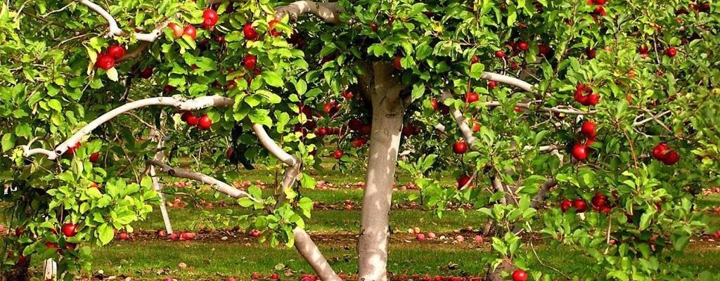 Корневая поросль в саду: как с ней бороться и использовать с пользой