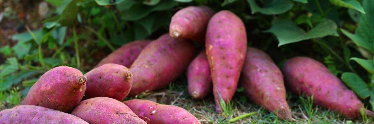 Выращивание батата: секреты вкусного и полезного урожая для вашего огорода