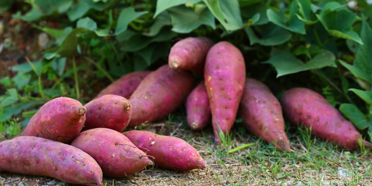 Выращивание батата: секреты вкусного и полезного урожая для вашего огорода