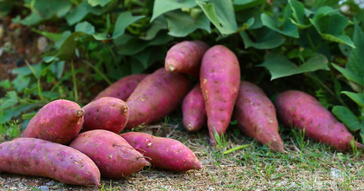 Выращивание батата: секреты вкусного и полезного урожая для вашего огорода