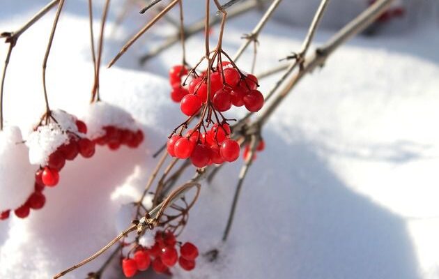 Садовые роботы: умные решения для участка в декабре