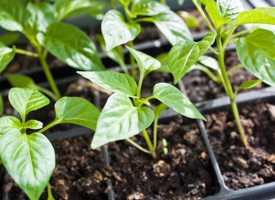 Типичные ошибки при выращивании рассады и как их избежать