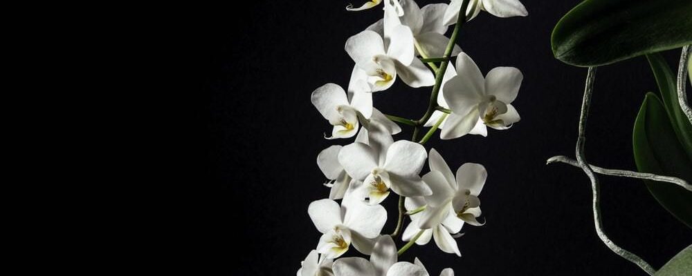 Обрезка корней орхидей: когда можно, а когда нельзя