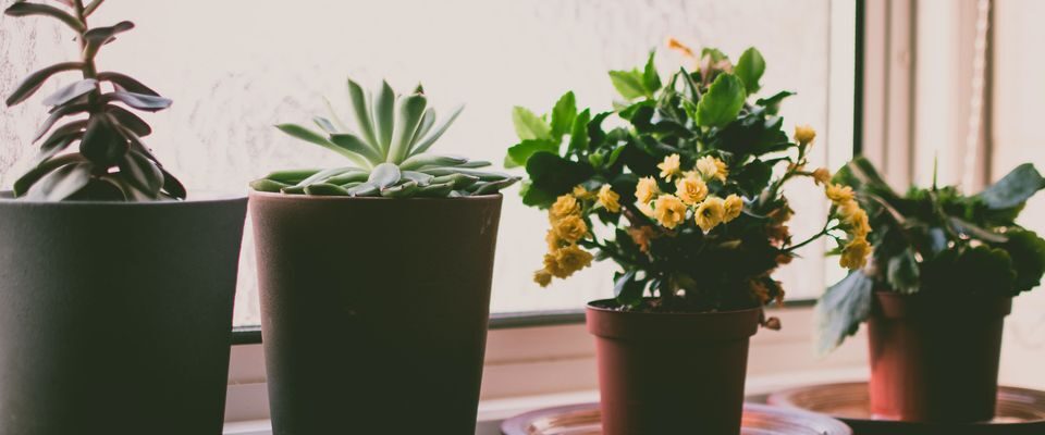 Оживите интерьер: секрет пышного роста комнатных растений для вашего дома