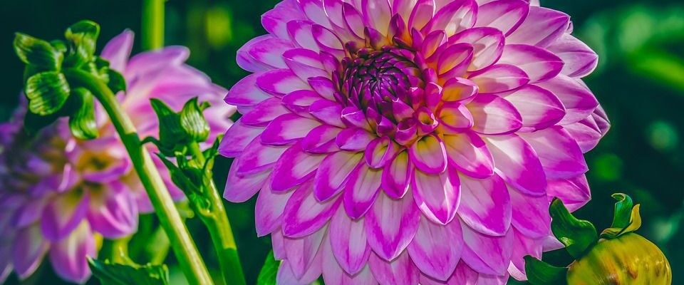 Раннее цветение георгин: советы по подготовке к посадке