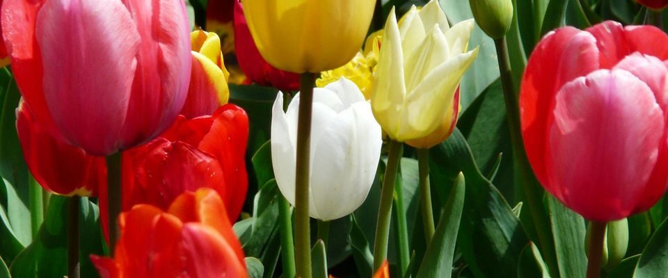 Весенний уход за тюльпанами: секреты пышного цветения и питания