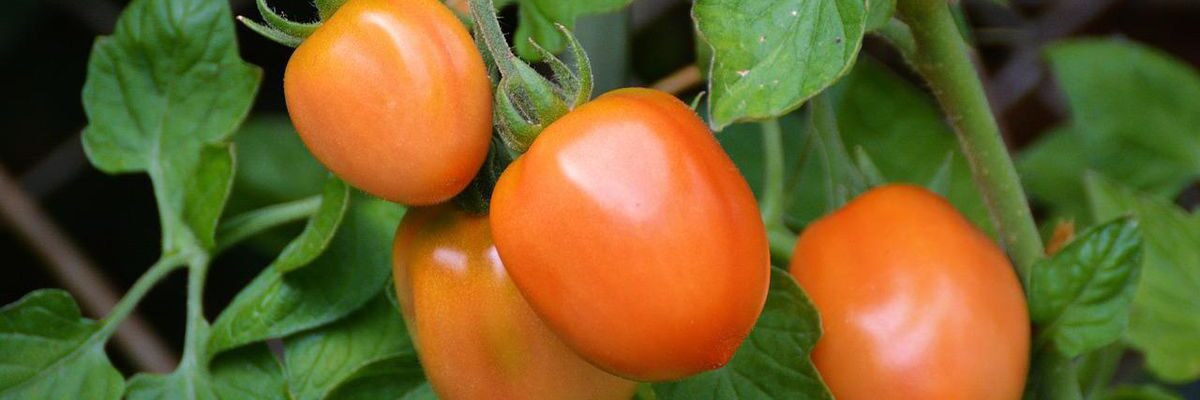 Эффективные средства от вредителей из ботвы томатов для вашего сада