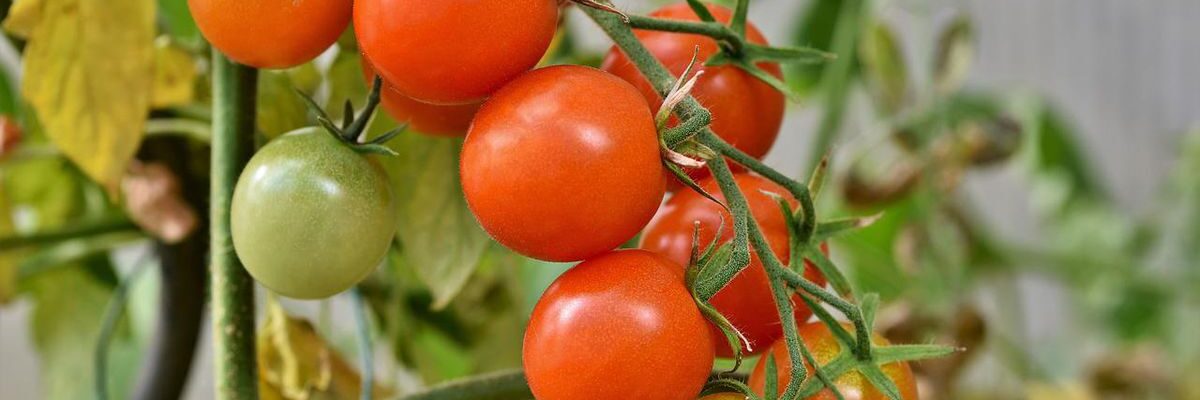 Растениям не хватает питания: как понять и помочь томатам