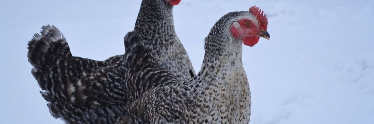 Снег вместо воды для кур: риски и альтернативы для птицеводства