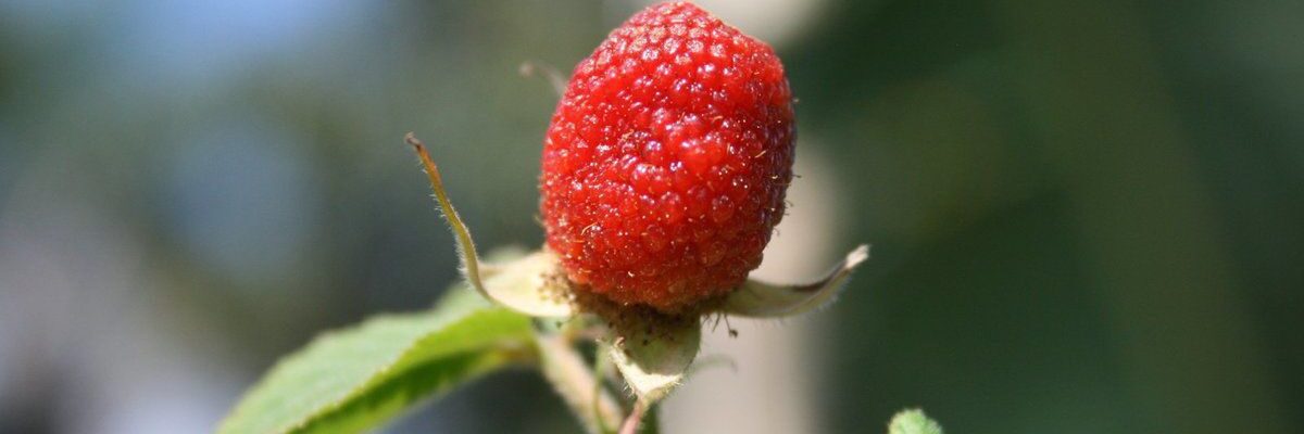 Выбор клубники: сорта и осенняя посадка для вашего сада