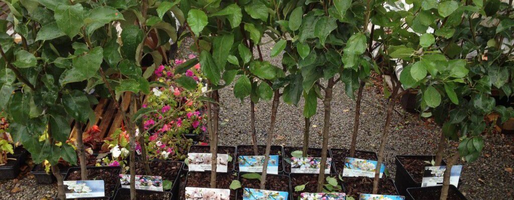 Как выбрать саженцы для вашего участка: местные против южных сортов