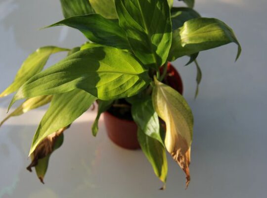 Почему сохнут и чернеют листья у комнатных растений: причины и решения