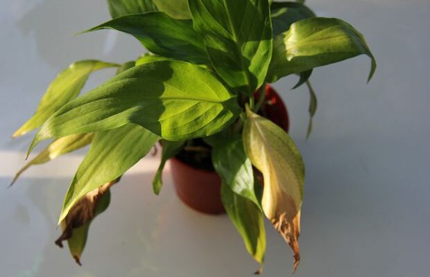 Почему сохнут и чернеют листья у комнатных растений: причины и решения