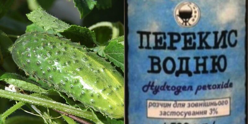 Инновационные методы ухода за огурцами: перекись водорода для обильного урожая