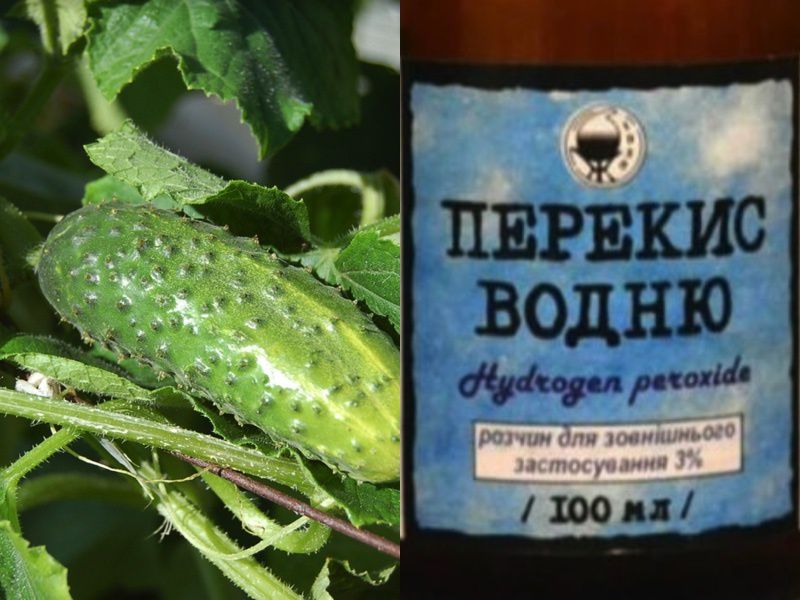Инновационные методы ухода за огурцами: перекись водорода для обильного урожая
