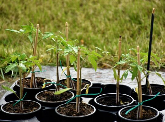 Укрепляем рассаду: финальные штрихи перед высадкой в грунт