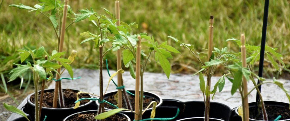 Укрепляем рассаду: финальные штрихи перед высадкой в грунт