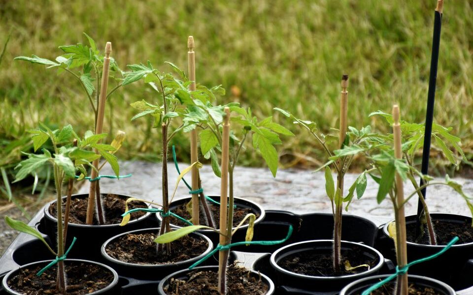 Укрепляем рассаду: финальные штрихи перед высадкой в грунт