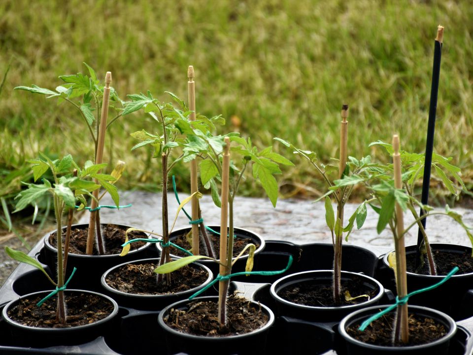 Укрепляем рассаду: финальные штрихи перед высадкой в грунт