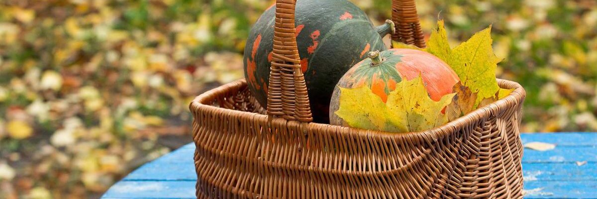 Садовые работы в сентябре: что нужно успеть сделать в саду и огороде