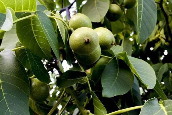 Весенняя посадка грецкого ореха: руководство для вашего сада