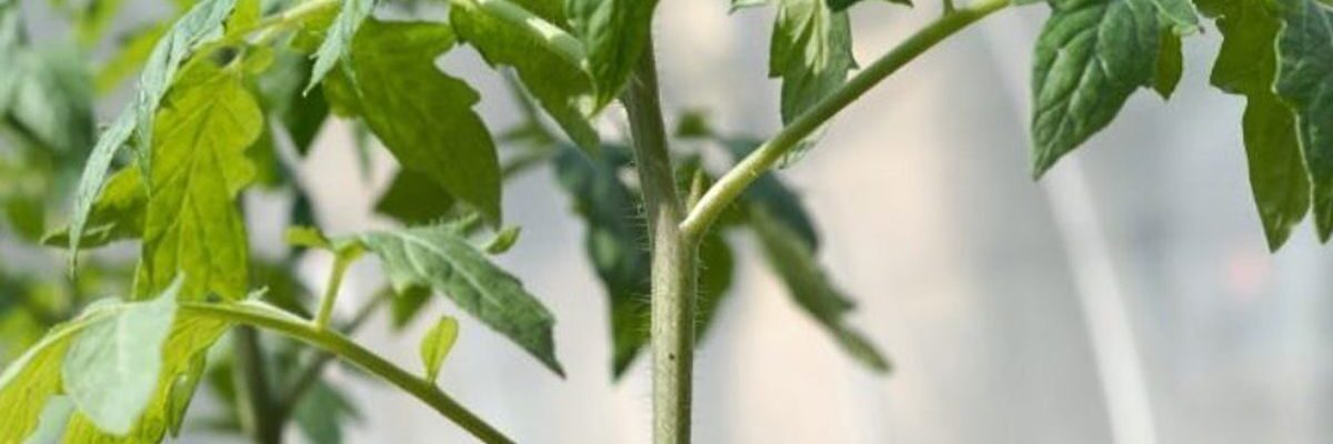 Ключевой фактор урожайности томатов: избегаем одной ошибки