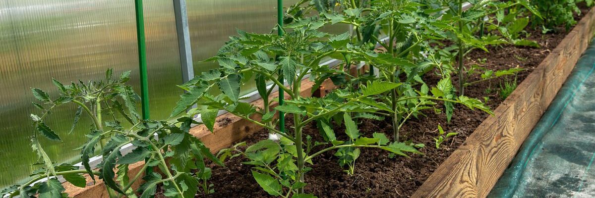 Улучшение плодородия почвы: секреты богатого урожая на вашем участке