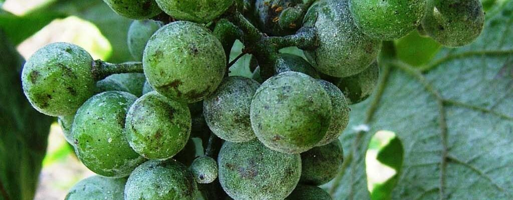 Защита винограда от болезней: раннее выявление и эффективное лечение