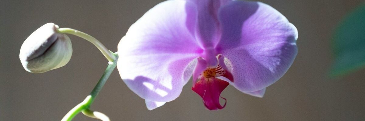Лайфхаки для ухода за орхидеями: секреты опытных цветоводов