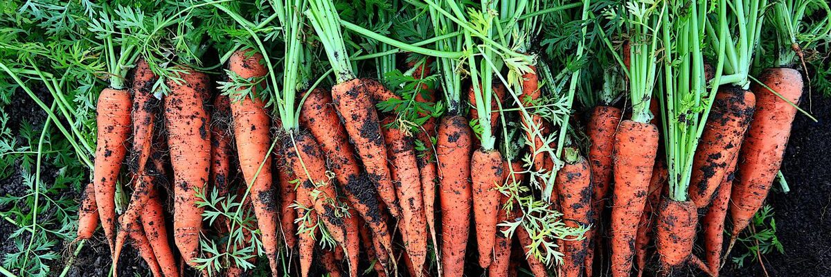 Неожиданные лайфхаки для сада: как вырастить идеальную морковь