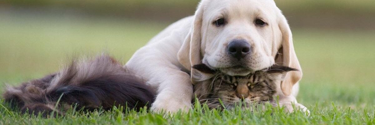 Как создать гармоничное пространство для собаки и кошки в вашем доме