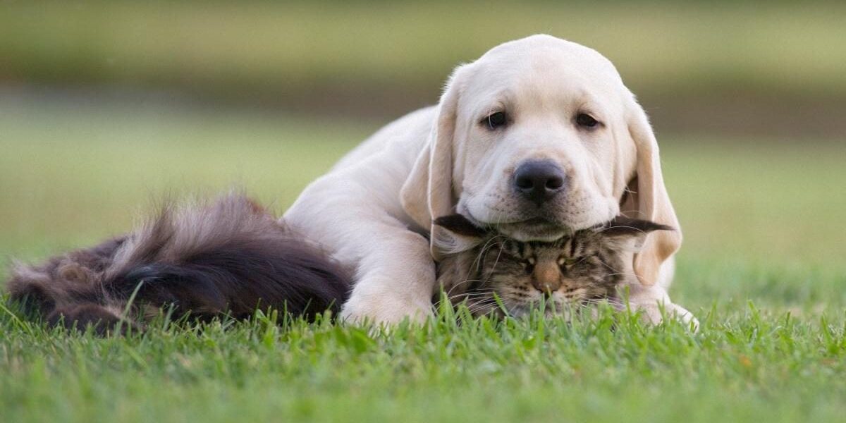 Как создать гармоничное пространство для собаки и кошки в вашем доме